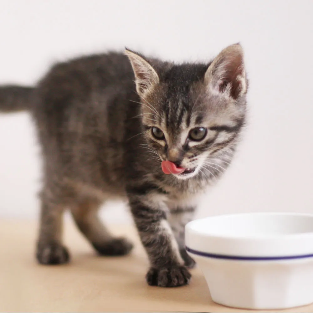 愛猫の食事にハーブを添えた様子。猫へのハーブケアのイメージ｜ヴィーナース メディカルハーブLABO ペットハーブ講座猫編