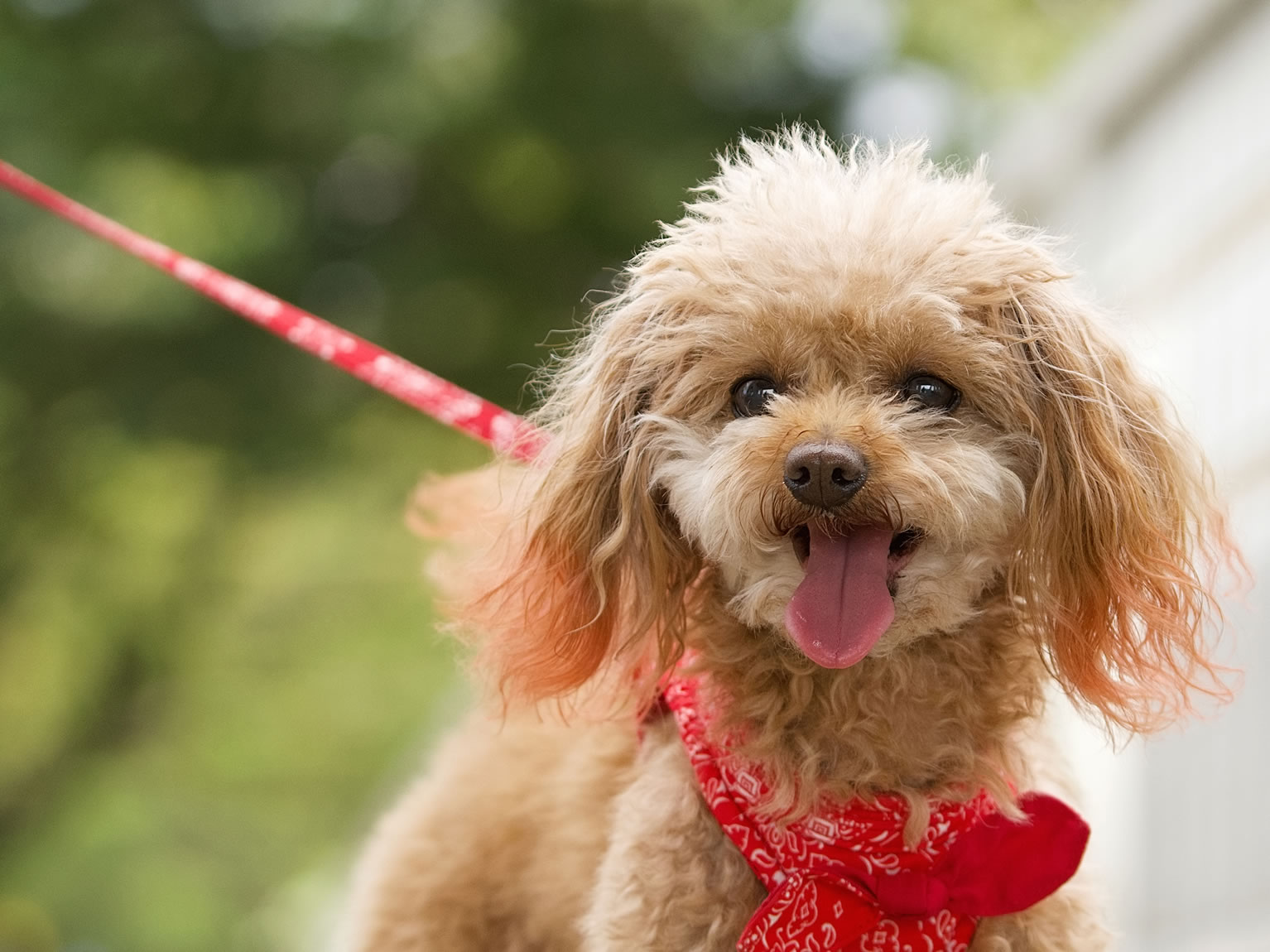 ペットハーブ講座｜ヴィーナース メディカルハーブラボ