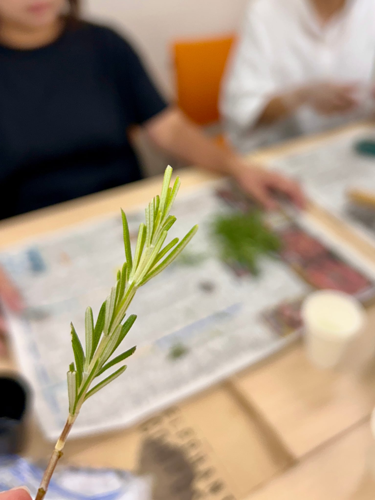 エコロジカルハーバリズム体験講座｜春川なお｜ヴィーナースメディカルハーブラボ