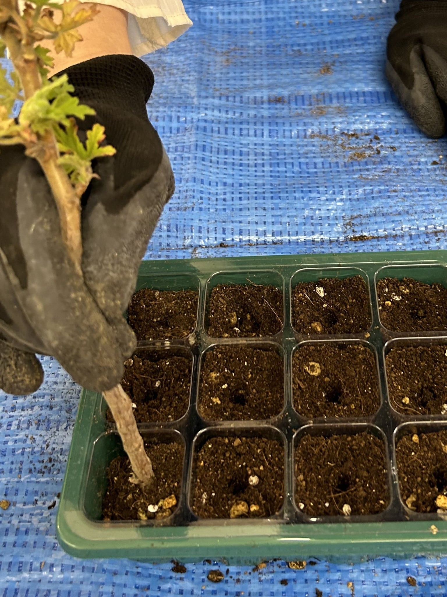 エコロジカルハーバリズム体験講座｜春川なお｜ヴィーナースメディカルハーブラボ