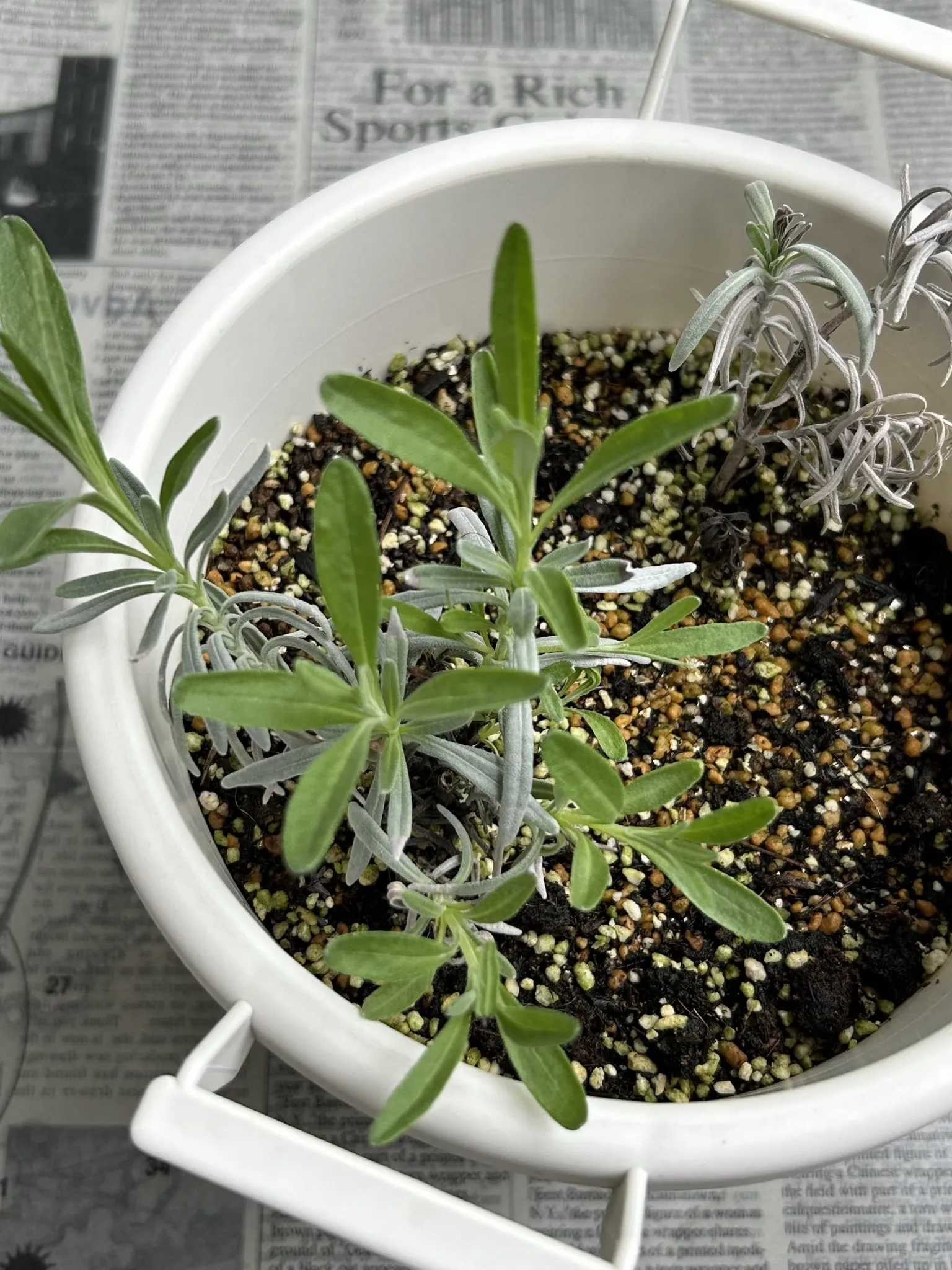 エコロジカルハーバリズム体験講座で育てたハーブの鉢植え（ローズマリー等）｜ヴィーナースメディカルハーブLABO 東京秋葉原校