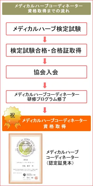 メディカルハーブコーディネーター資格取得までの流れ図。メディカルハーブ検定試験合格→合格証取得→協会入会→メディカルハーブコーディネーター研修プログラム修了→メディカルハーブコーディネーター資格取得の順序を示した図解。