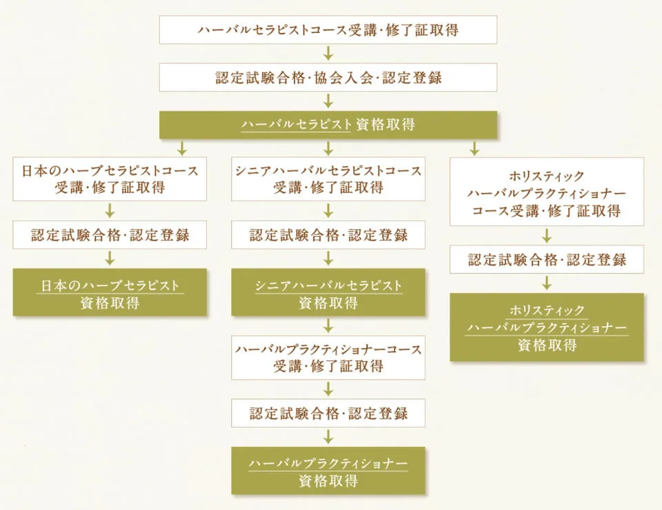 ハーバルセラピスト資格取得後のステップ図。ハーバルセラピスト取得後、日本のハーブセラピスト・シニアハーバルセラピスト・ホリスティックハーバルプラクティショナーへの資格取得ルートを示したフローチャート。