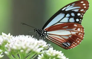 フィトケミカル（植物性化学栄養素）の仕組みを示すハーブの画像