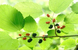 マルベリー（桑の葉）｜血糖値サポートと美白成分クワノンを含む生活習慣病予防ハーブ