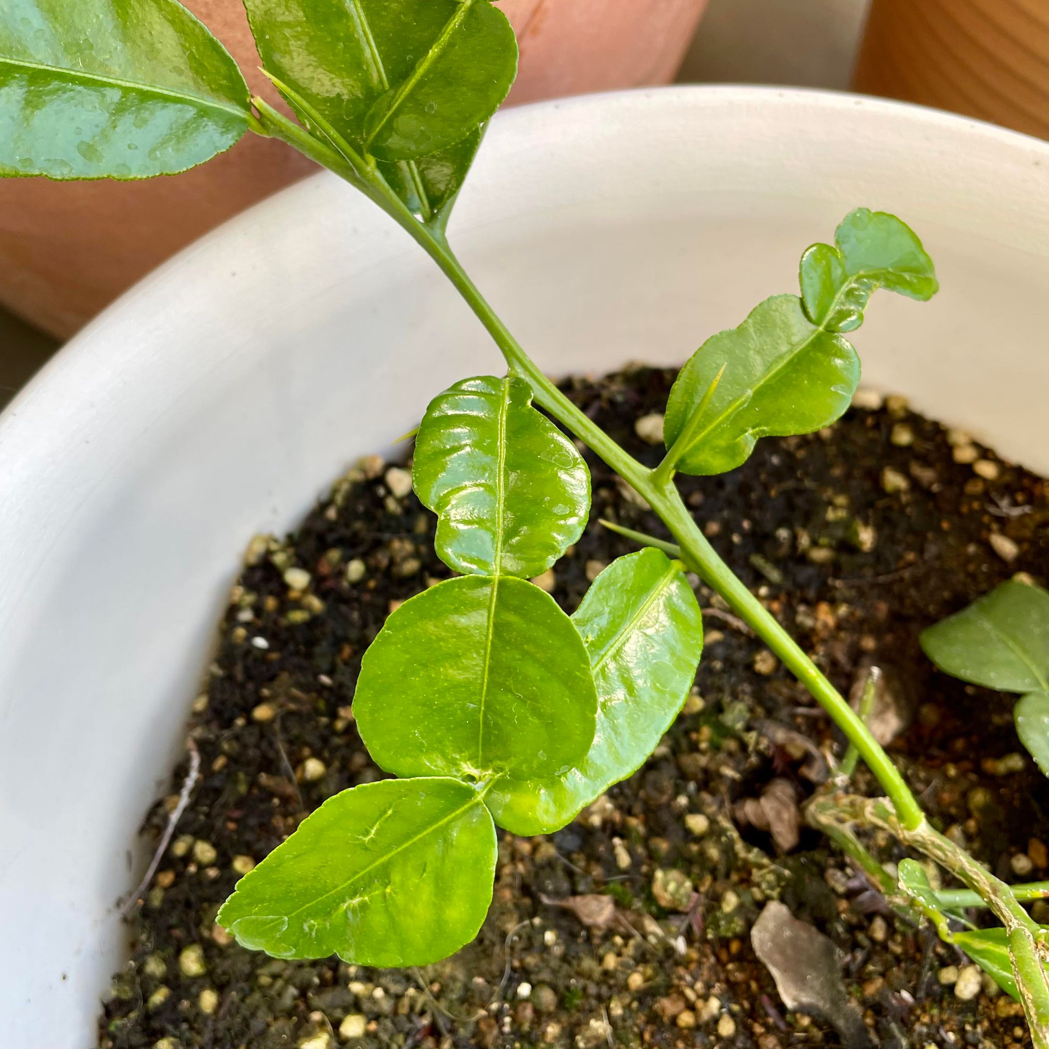 スパイス・ハーブを暮らしにいかす。ハーバルライフ講座で使うハーブです｜春川なお講師｜ヴィーナース メディカルハーブラボ