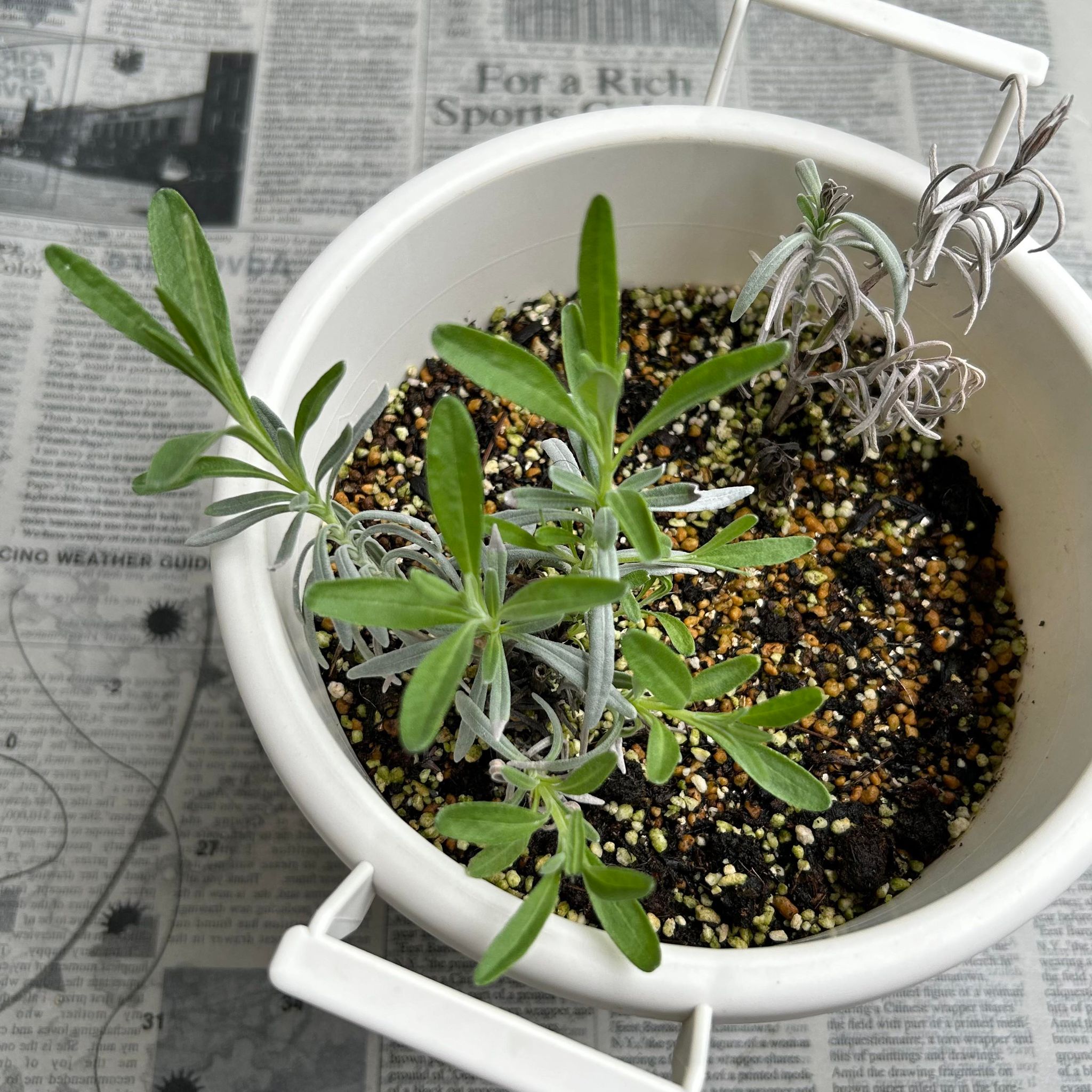 スパイス・ハーブを暮らしにいかす　ハーバルライフ体験講座　春のハーブ栽培　種まきと挿し木　寄せ植え