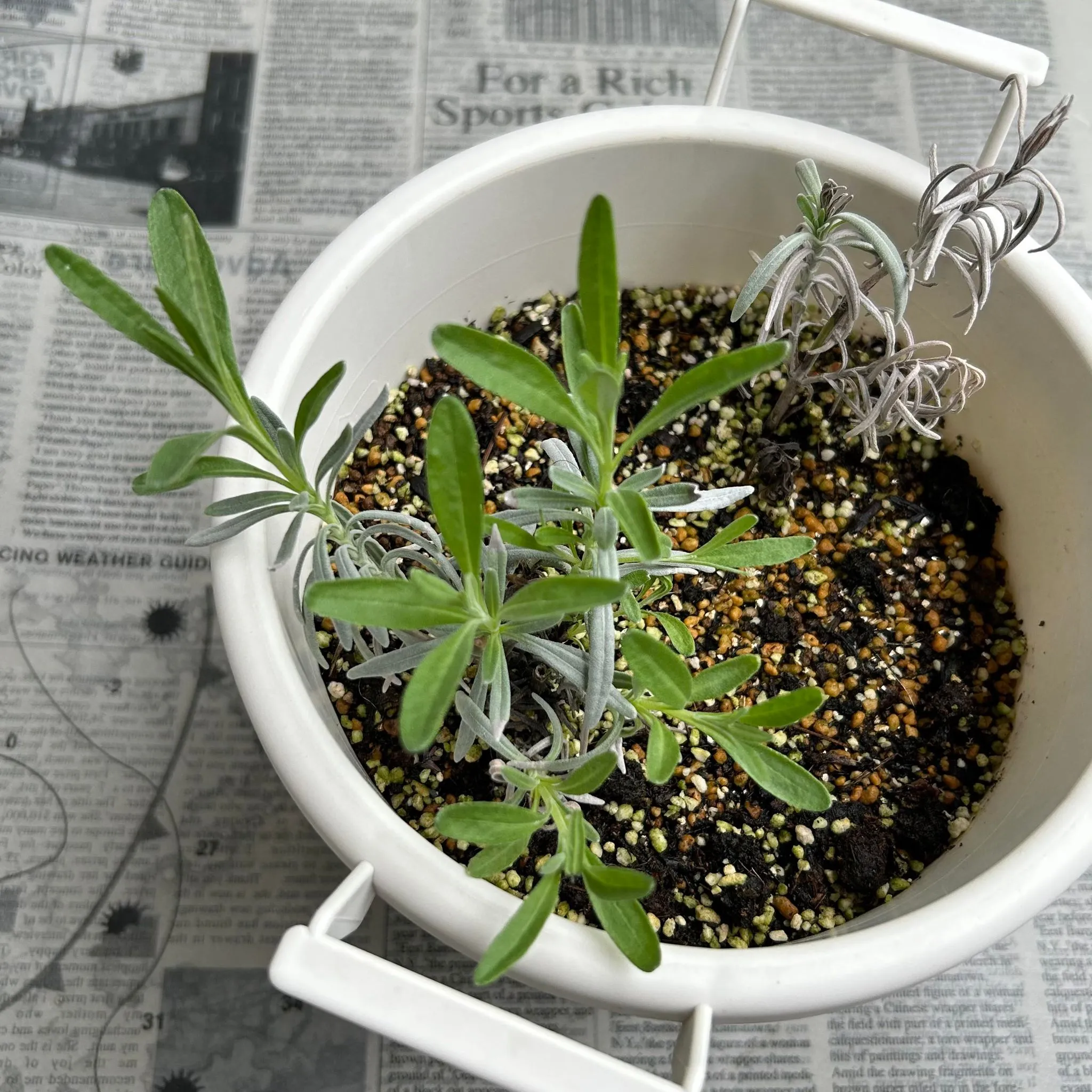 ハーバルライフ体験講座 春のハーブ栽培 種まきと挿し木 寄せ植え