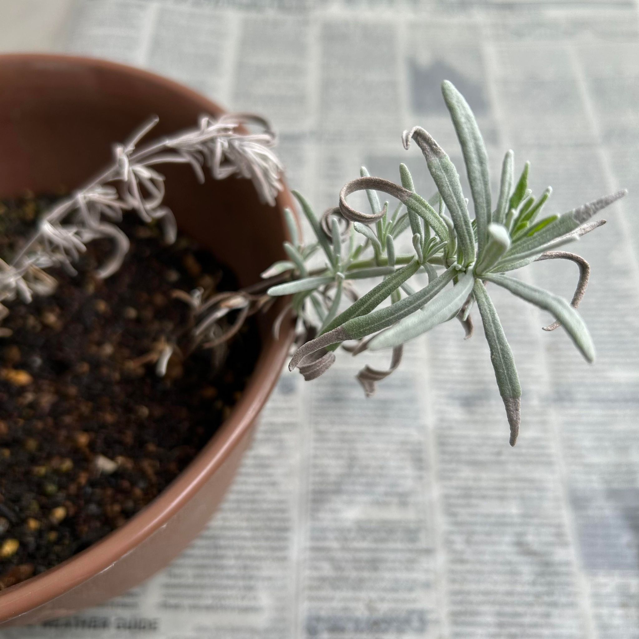 スパイス・ハーブを暮らしにいかす　ハーバルライフ体験講座　春のハーブ栽培　種まきと挿し木　寄せ植え