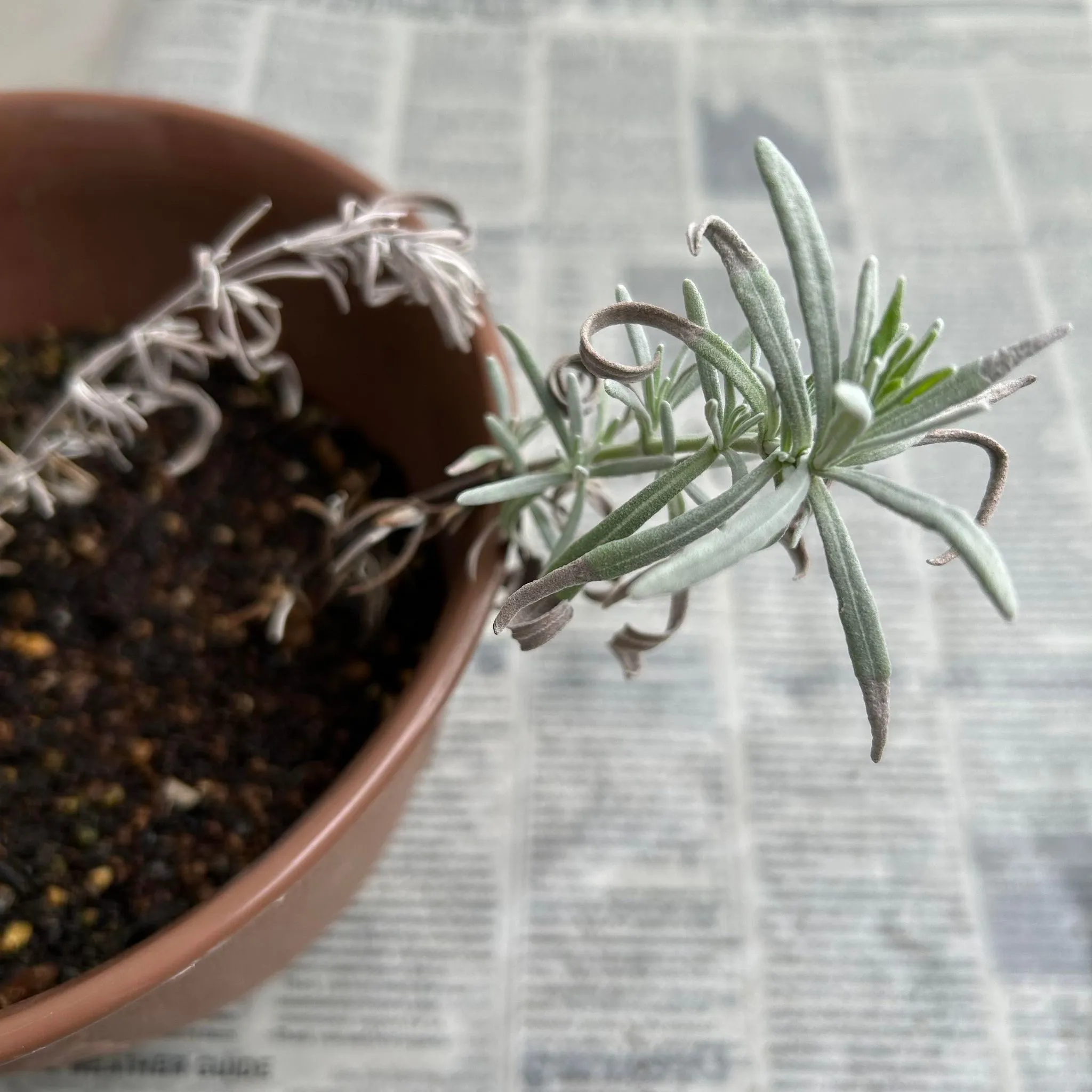 ハーバルライフ体験講座 春のハーブ栽培 種まきと挿し木 寄せ植え