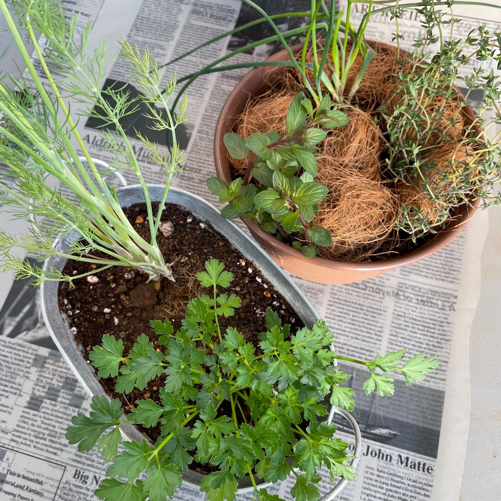 ハーバルライフ体験講座 春のハーブ栽培 種まきと挿し木 寄せ植え