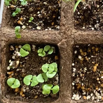 ハーバルライフ体験講座 春のハーブ栽培 種まきと挿し木 寄せ植え