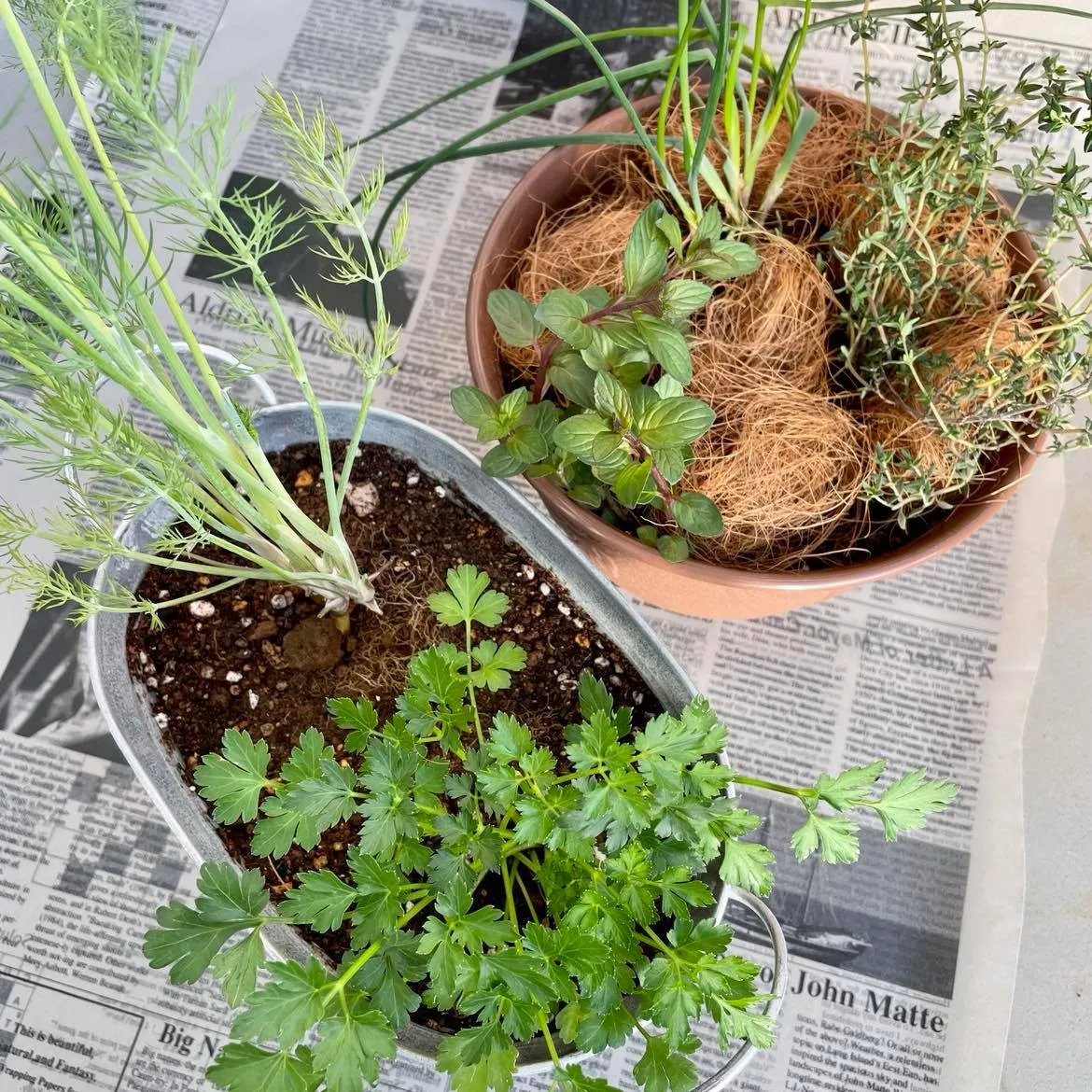 ハーバルライフ講座 ハーブの寄植え実習