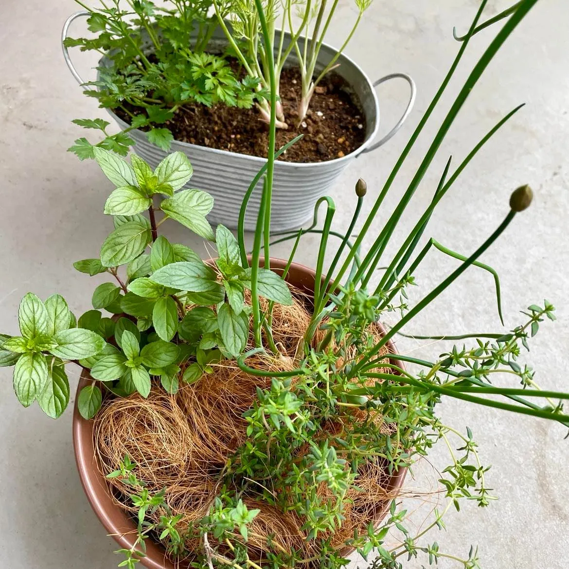 ハーバルライフ講座 ハーブの寄植え実習