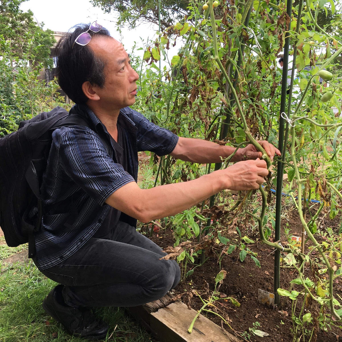 日本メディカルハーブ協会理事木村正典博士による有機栽培講座のお知らせ｜ヴィーナース メディカルハーブラボ