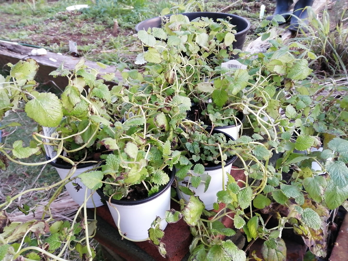 木村正典講師の木村式・有機栽培の講座の様子その５｜ヴィーナース メディカルハーブラボ