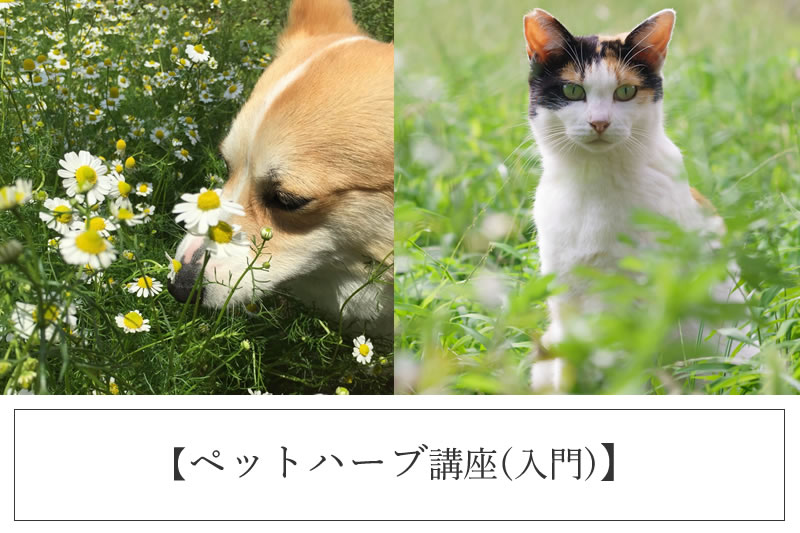 ペットハーブ講座(入門)