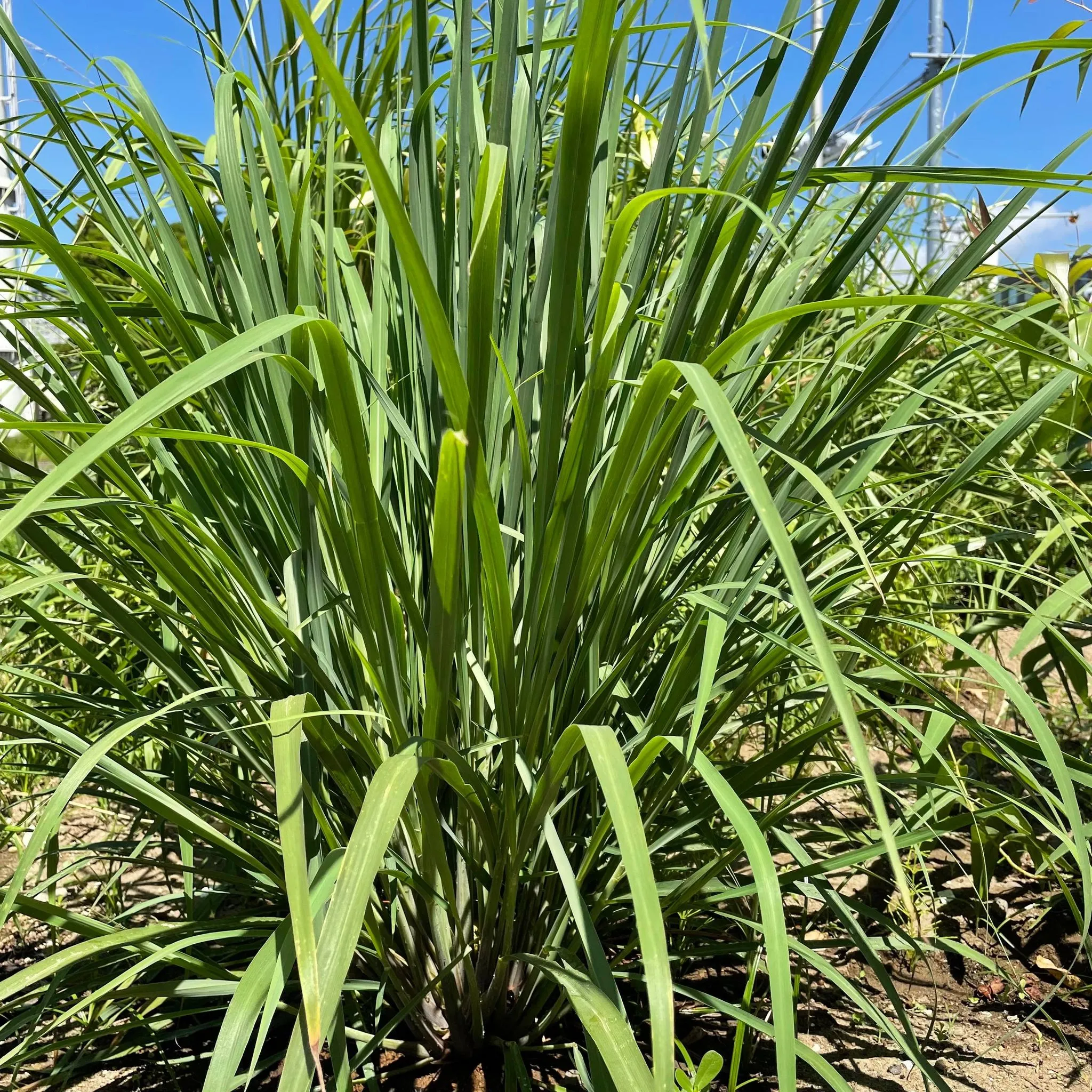 ハーバルライフ講座 レモングラス｜春川なお講師