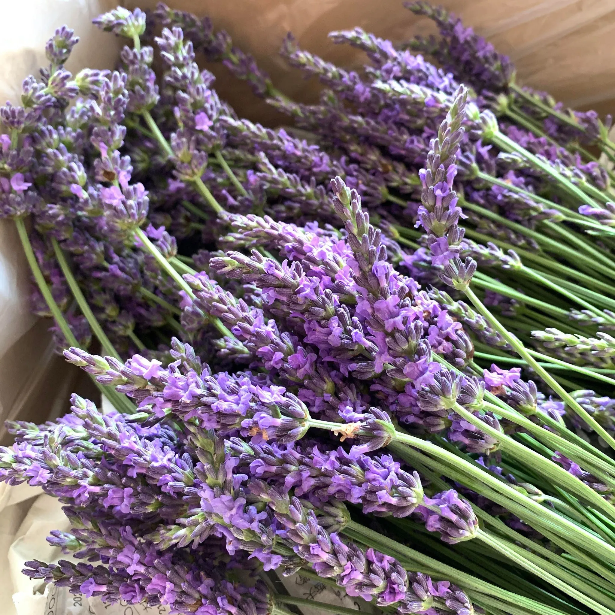 ハーバルライフ講座 ラベンダー